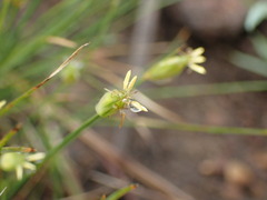 Abildgaardia ovata