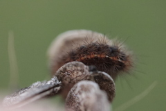 Diacrisia sannio