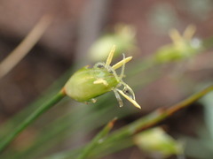 Abildgaardia ovata