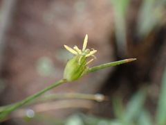 Abildgaardia ovata