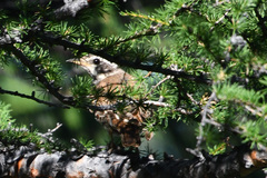 Turdus eunomus