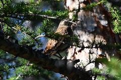 Turdus eunomus