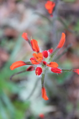 Castilleja scorzonerifolia