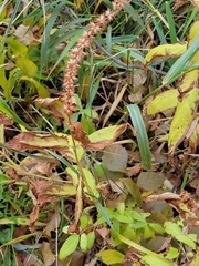 Physostegia virginiana