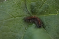 Diacrisia sannio