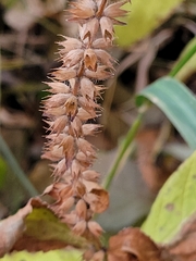 Physostegia virginiana