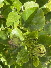 Aphis gossypii