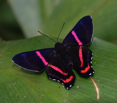 Ancyluris etias