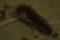 Diacrisia sannio