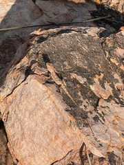 Amphibolurinae