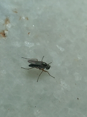 Diptera
