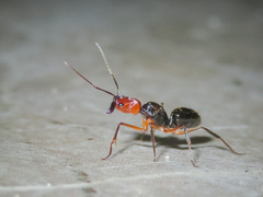Odontomachus erythrocephalus