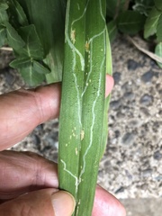 Ophiomyia kwansonis
