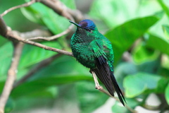 Thalurania glaucopis