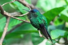 Thalurania glaucopis