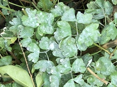 Erysiphe aquilegiae