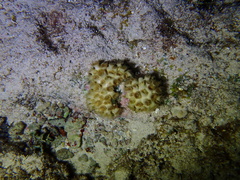 Palythoa caribaeorum