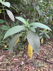 Trichodesma calycosum