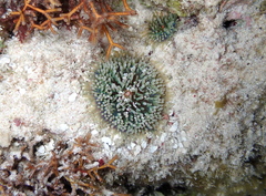 Ricordea florida