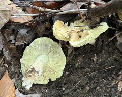 Tricholoma palustre