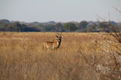 Hippotragus equinus equinus