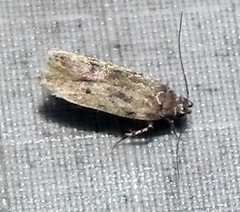 Taygete attributella