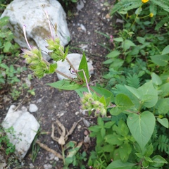 Mirabilis longiflora