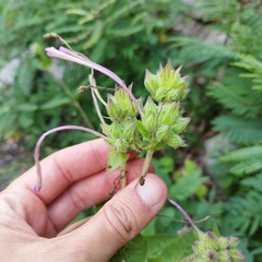 Mirabilis longiflora