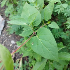 Mirabilis longiflora