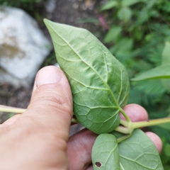 Mirabilis longiflora