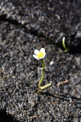 Ranunculus confervoides