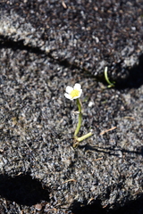 Ranunculus confervoides