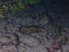 Urobatis jamaicensis