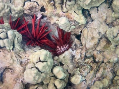 Heterocentrotus mamillatus