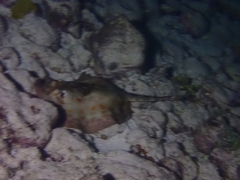 Urobatis jamaicensis