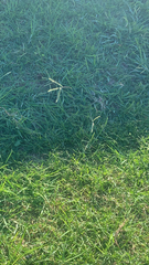 Cenchrus clandestinus