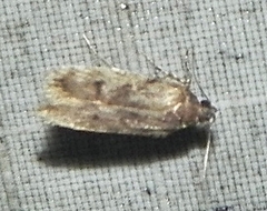 Taygete attributella