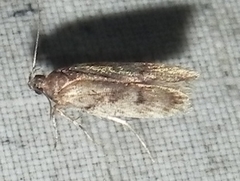 Taygete attributella