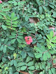 Indigofera hendecaphylla