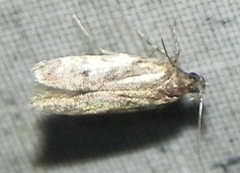 Taygete attributella