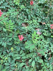 Indigofera hendecaphylla