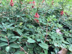 Indigofera hendecaphylla