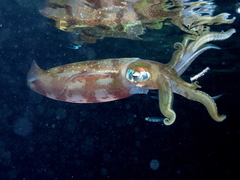 Sepioteuthis sepioidea