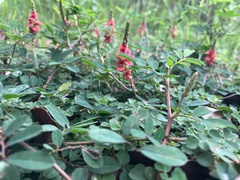 Indigofera hendecaphylla