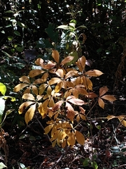 Aesculus parviflora