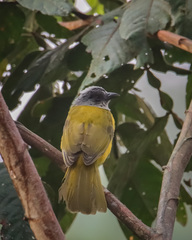 Eucometis penicillata