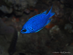 Chromis scotti
