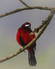 Ramphocelus dimidiatus