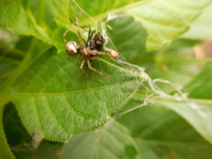 Gibbaranea bituberculata