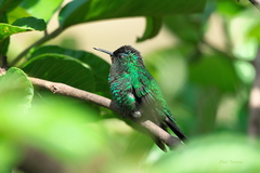 Thalurania glaucopis